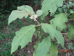 Solanum torvum