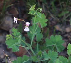 Pelargonium patulum patulum