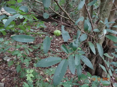 Annona globiflora