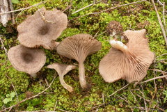 Entoloma undatum