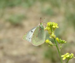 Colias vauthierii
