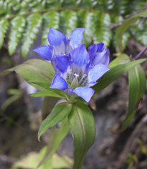 Gentiana scabra buergeri