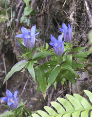 Gentiana scabra buergeri