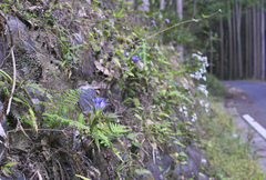 Gentiana scabra buergeri