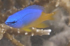 Chrysiptera oxycephala