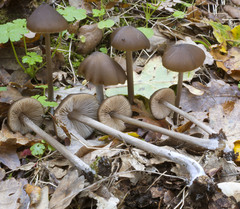 Entoloma hirtipes