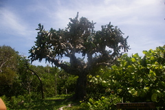 Dendrocereus nudiflorus