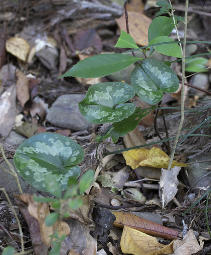 Asarum kurosawae iNat (2)