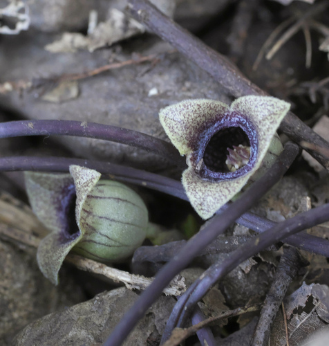Asarum kurosawae iNat (3)