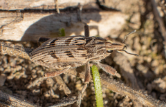 Coniocleonus excoriatus