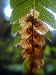 Phytoliriomyza tearohensis