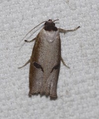 Pilostibes stigmatias