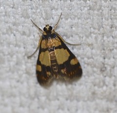 Deuterarcha xanthomela
