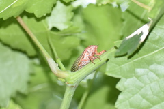 Calliopsida cinnabarina