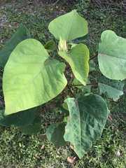 Homalanthus populifolius