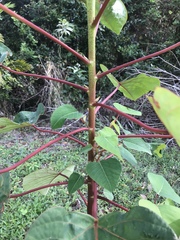 Homalanthus populifolius