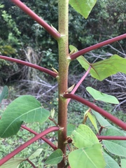 Homalanthus populifolius