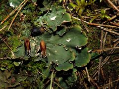Peltigera ponojensis