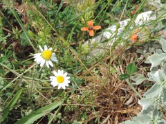 Anthemis arvensis incrassata