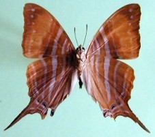 Marpesia marcella valetta