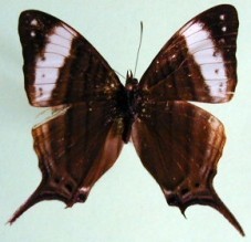 Marpesia marcella valetta