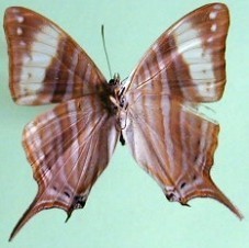 Marpesia marcella valetta