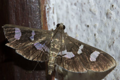 Desmia ploralis