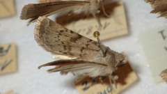 Epipsilia grisescens