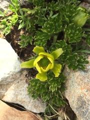 Ranunculus sericophyllus