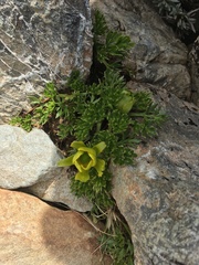 Ranunculus sericophyllus