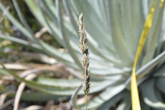 Poa bonariensis