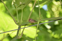 Calliopsida cinnabarina