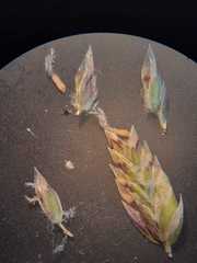 Poa bonariensis