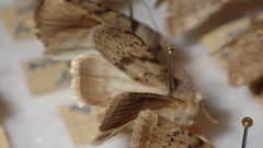 Epipsilia grisescens