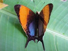 Marpesia marcella valetta