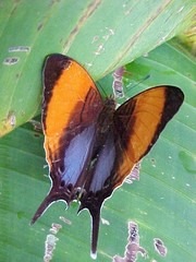 Marpesia marcella valetta