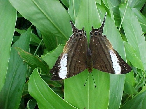 Pansy Daggerwing