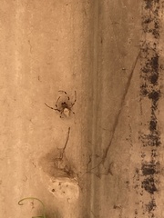 Nephilingis cruentata