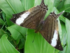 Marpesia marcella valetta