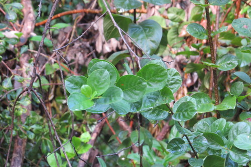 Guettarda elliptica image