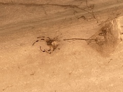 Nephilingis cruentata