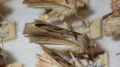 Epipsilia grisescens