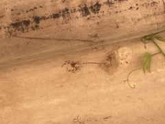 Nephilingis cruentata