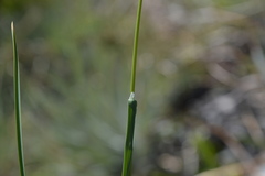 Poa bonariensis