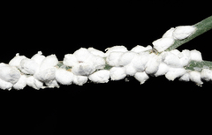 Stotzia ephedrae
