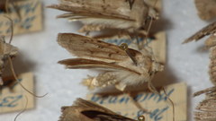 Epipsilia grisescens