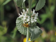 Marrubium incanum
