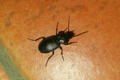 Pterostichus melas