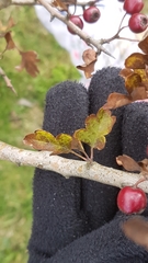 Crataegus