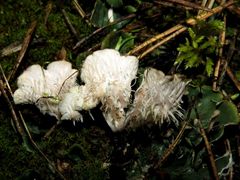 Peltigera ponojensis